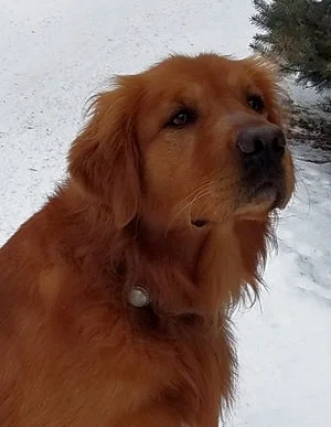 Copper golden retriever 2024 puppies